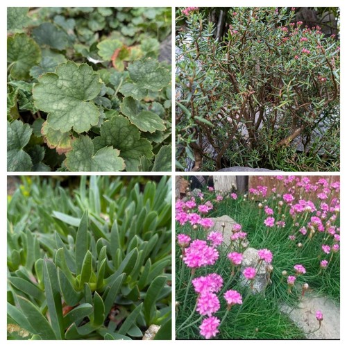 Alpine plants mix collection - alpine,