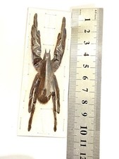 tarantula taxidermy