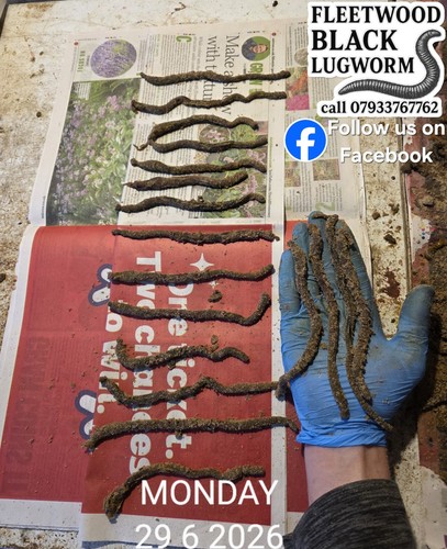 Frozen black lugworm - frozen,