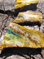 Blue Opalized Petrified Wood lot of 3 