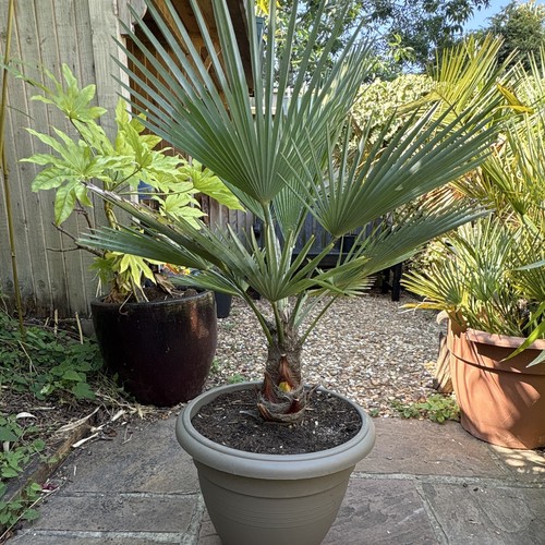 Trachycarpus princeps 25l - trachycarpus,