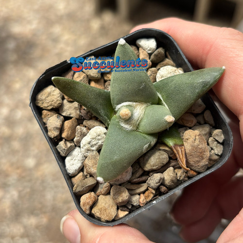Ariocarpus retusus las - , tablas-
