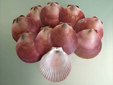 10 Natural Beach Sea Shells