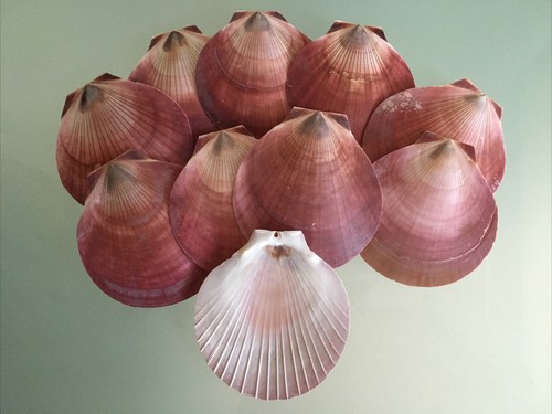 Natural beach sea shells - 10,