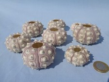 6 X SPUTNIK SEA URCHIN SHELLS