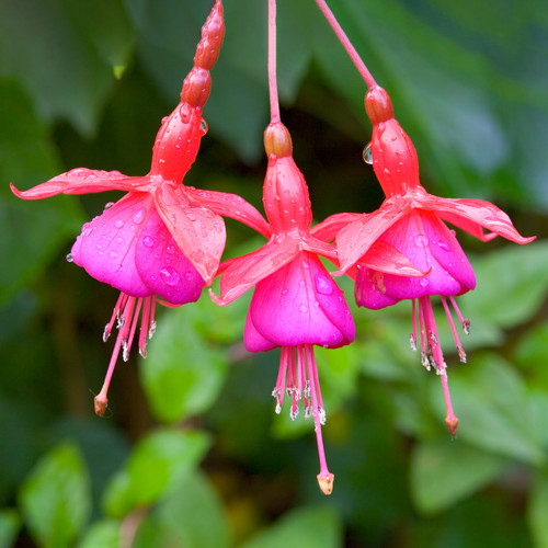 Fuchsia beacon colourful - fuchsia,