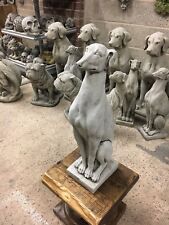 (NEW) Greyhounds Whippet Dogs