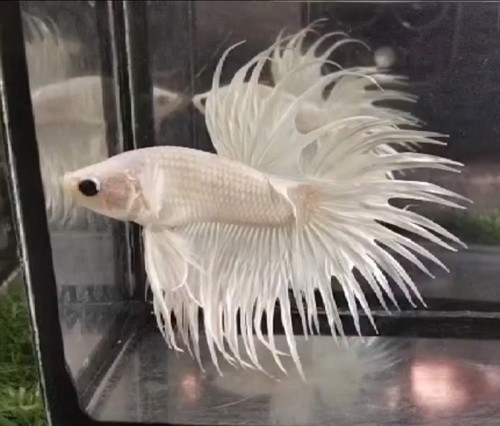 Wysiwyg live betta fish - live,