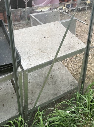 Elite greenhouse staging - greenhouse,