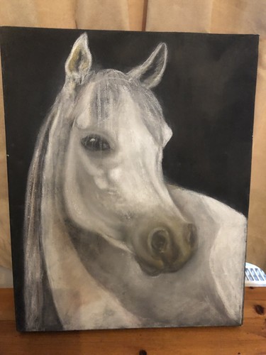 Beautiful white horse - head,, on