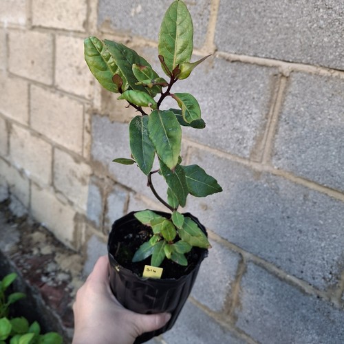 Laurus nobilis bay laurel - laurus,