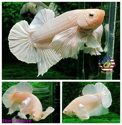 Live betta fish high quality - -,