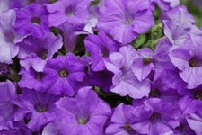 20   X   SURFINIA  TRAILING