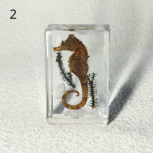 Real insects resin - real,