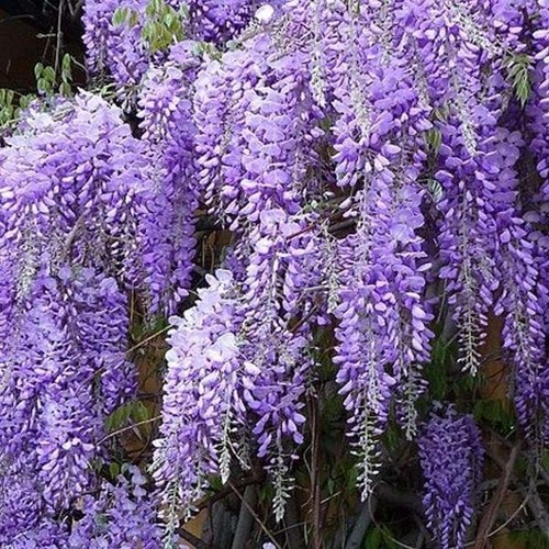Wisteria sinensis chinese - wisteria,