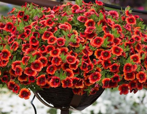 Calibrachoa trailing petunias - calibrachoa,