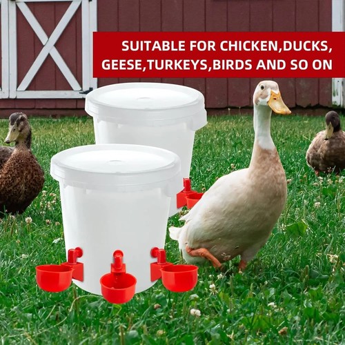 Automatic chicken water - water, cup