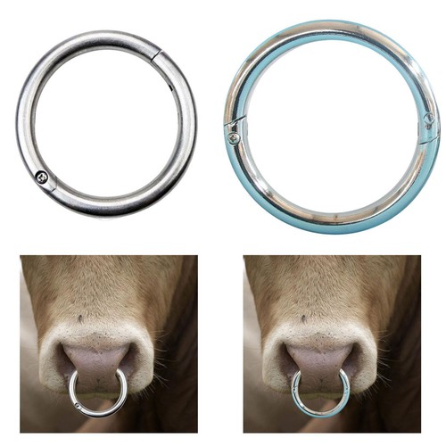 Stainless steel bull nose - nose, ring