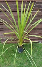CORDYLINE "Indivisa verte" plant 50-60cm!!