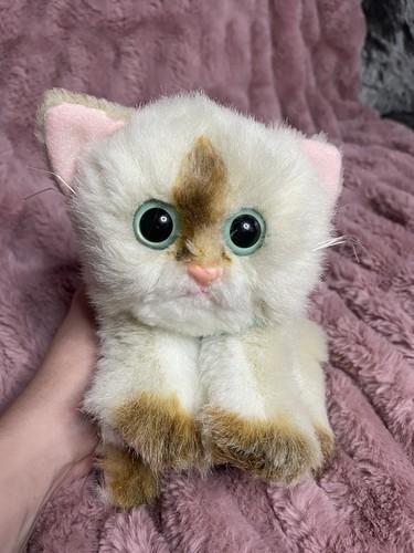 Kitty kittens - kitty,