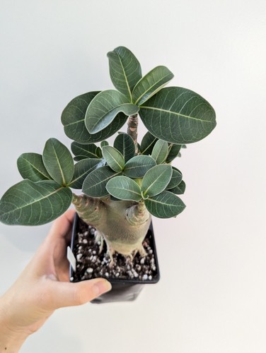 Desert rose adenium - desert, rose/adenium