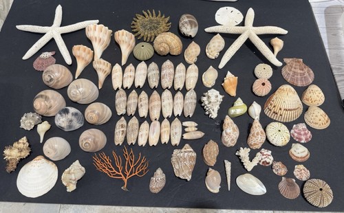 Vintage seashells lot - vintage,