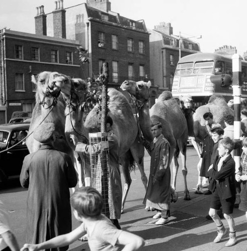 Billy smart circus animals - smart's,