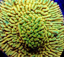 KungPoa Monti Montipora Encrusting SPS Coral Frag Reef not Soft LPS Hammer Torch