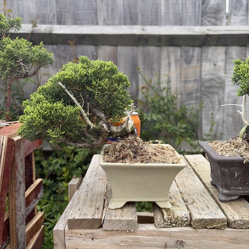 Bonsai tree itoigawa juniper - itoigawa,