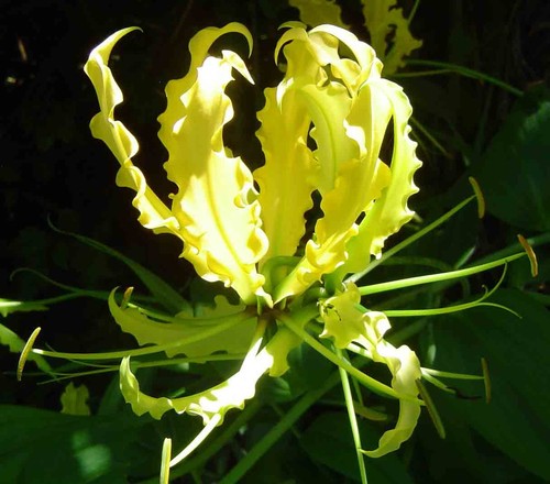 Gloriosa superba lutea - gloriosa,