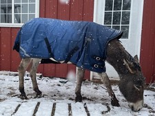 Donkey Longear Winter Turnout
