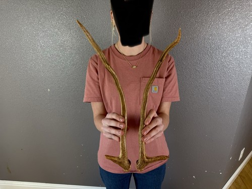 Matched set axis - set, deer