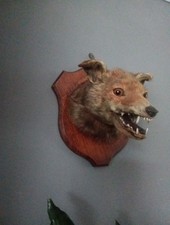 Vintage Taxidermy Fox Head