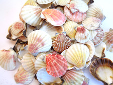 10 X  SCALLOP SEA SHELLS