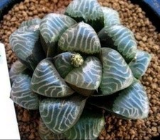 Haworthia bayeri  # 2,  mature