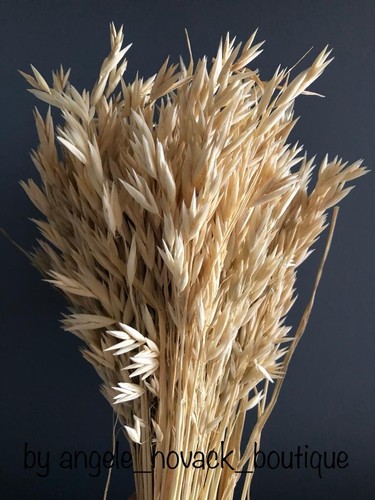 Dried oat bunch bleached - oat,