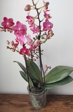 Rare Phalaenopsis 'Secret