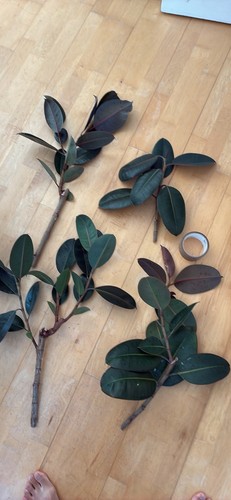 Extra large rubber plant - extra,
