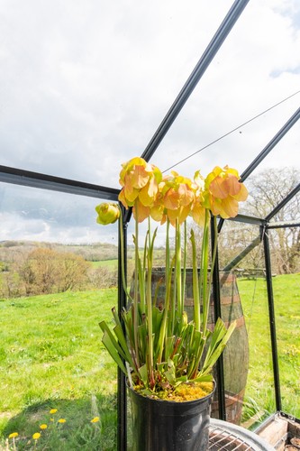 Sarracenia seedlings from - sarracenia,