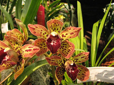 Cymbidium Piñata orchid Large plant