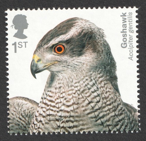 2019 1st goshawk birds of - goshawk.,