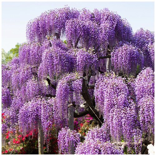 Wisteria sinensis chinese - sinensis, /