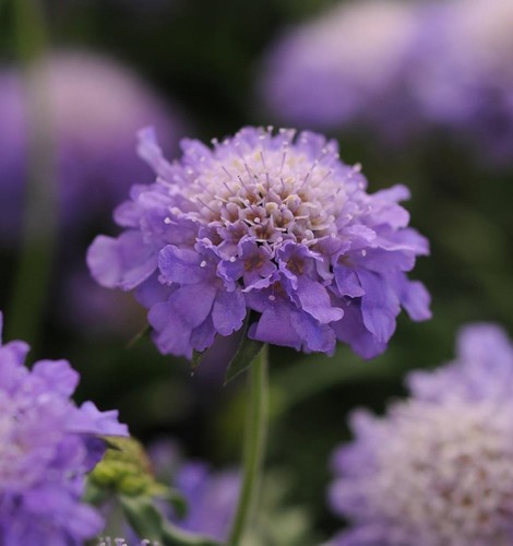 Scabiosa dwarf blue - dwarf, (scabious)