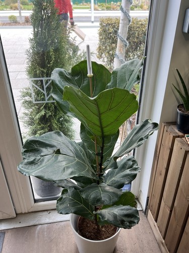 Ficus lyrata - ficus,