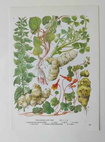 Jerusalem artichoke oca - jerusalem,