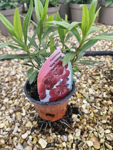 Penstemon king george - 1, george'