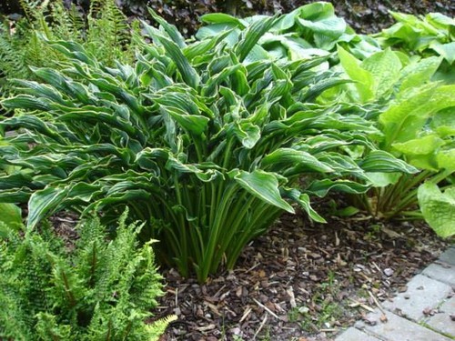 Hosta praying hands garden - praying,