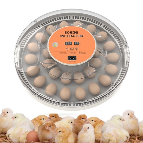 Eggs fully automatic - 30,
