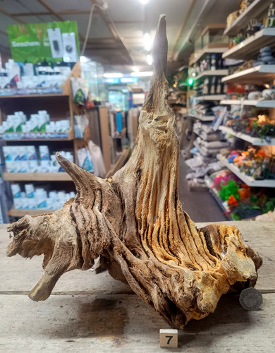 Derwen oak bogwood - derwen,