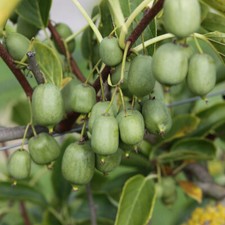 Kiwi 'Nekita' 5cm Plant x2 -